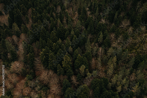 Aerial View of Dense Forest in Ordesa National Park photo