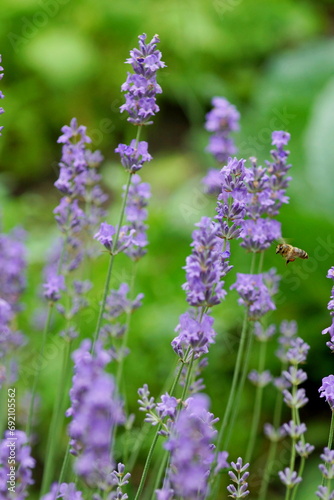 lavender