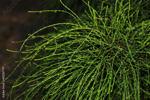 Tropical garden plant Casuarina glauca 'Cousin It'