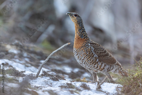 capercaillie in the winter forest tetrao in the snow