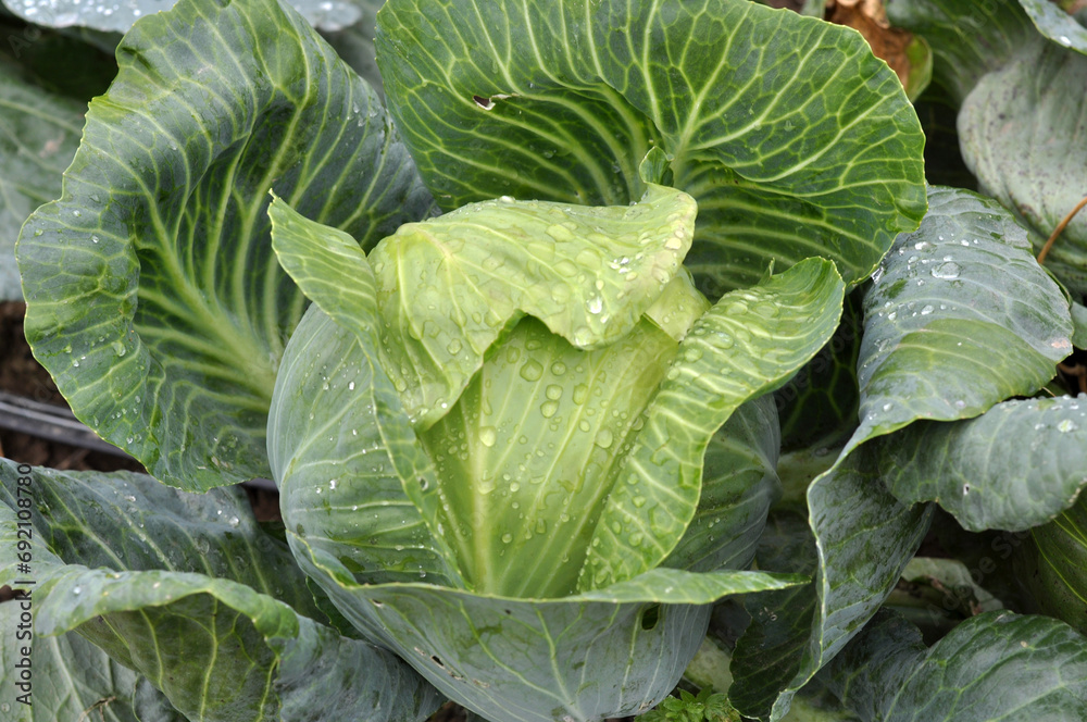 Cabbage grows in the garden.