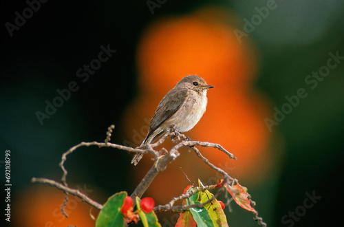 Fauvette des jardins,.Sylvia borin, Garden Warbler photo