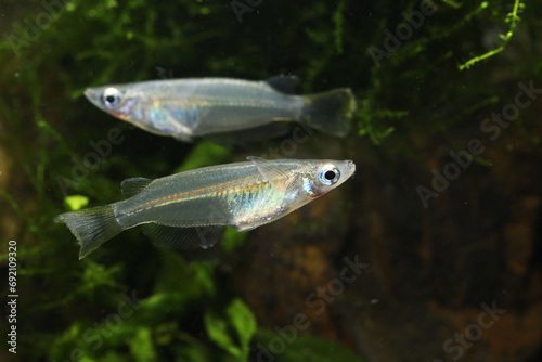  Javanese Ricefish (Oryzias javanicus) in aquarium © Pavaphon
