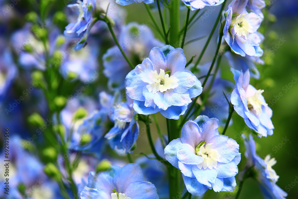 Delphinium or Candle Delphinium or English Larkspur or Tall Larkspur flowers blooming in the garden Delphinium or Candle Delphinium or English Larkspur or Tall Larkspur flowers blooming in the garden