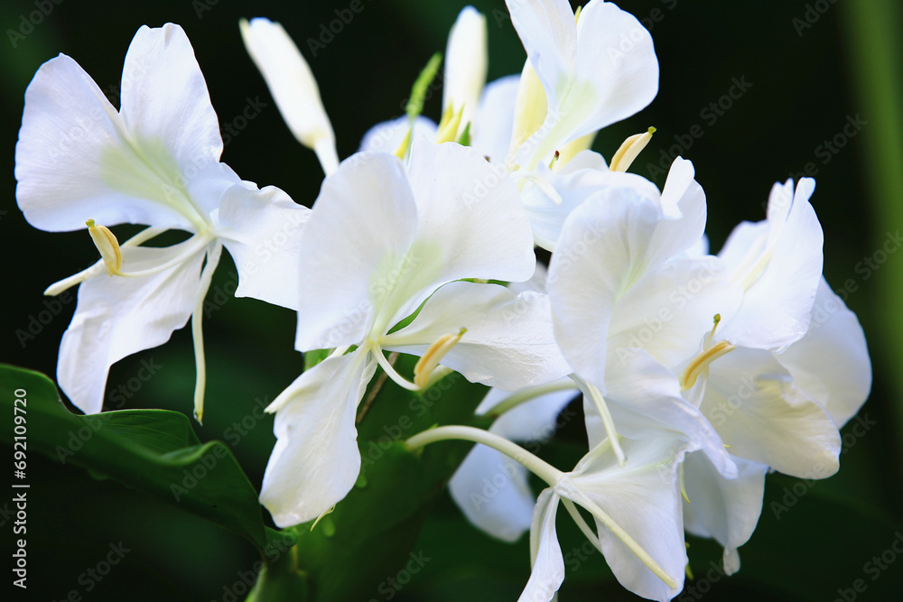 Butterfly Ginger or Ginger Lily or Butterfly Lily or Garland Flower or Coronarious Gingerlily flowers blooming in the garden
Butterfly Ginger or Ginger Lily or Butterfly Lily or Garland Flower or Coronarious Gingerlily flowers blooming in the garden
