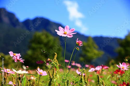 Cosmos bipinnatus or Garden cosmos or Mexican aster flowers blooming in the garden with blue sky and mountains background photo