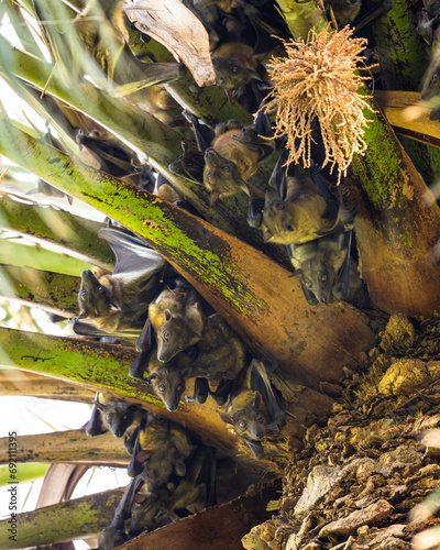 Straw-coloured Fruit Bat, Eidolon helvum.  A huge colony of bats on a palm tree. photo