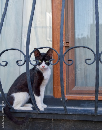 cat on the window
