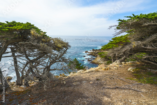 Cypress trees on rocky beach, Monterey Bay, CA
