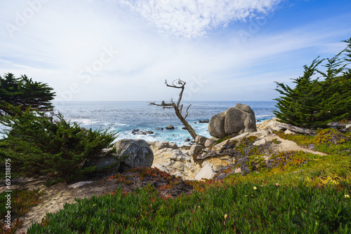 Ghost Trees at Pescadero Point on the 17 Mile Drive, California photo