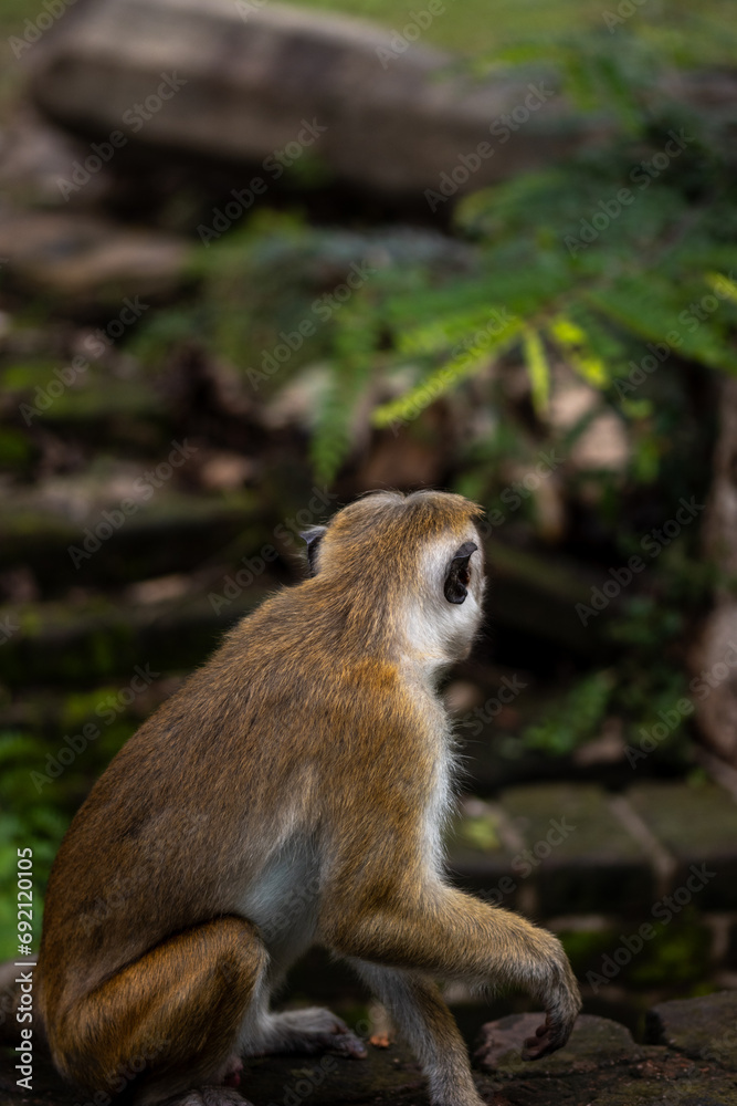 Toque macaque looking away in Polonaruwa, Sri Lanka.