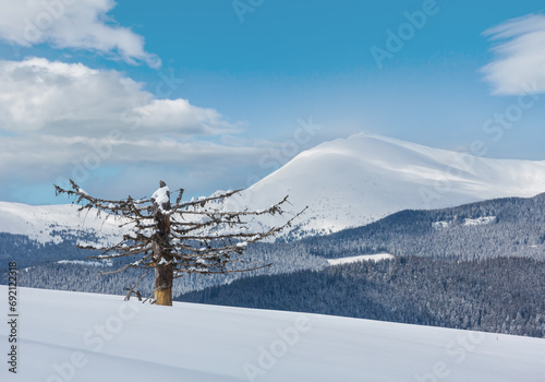 Picturesque winter mountain view from Skupova mountain slope with withered windbreak tree. Ukraine, view to Chornohora ridge and Pip Ivan mountain top, Carpathian. photo