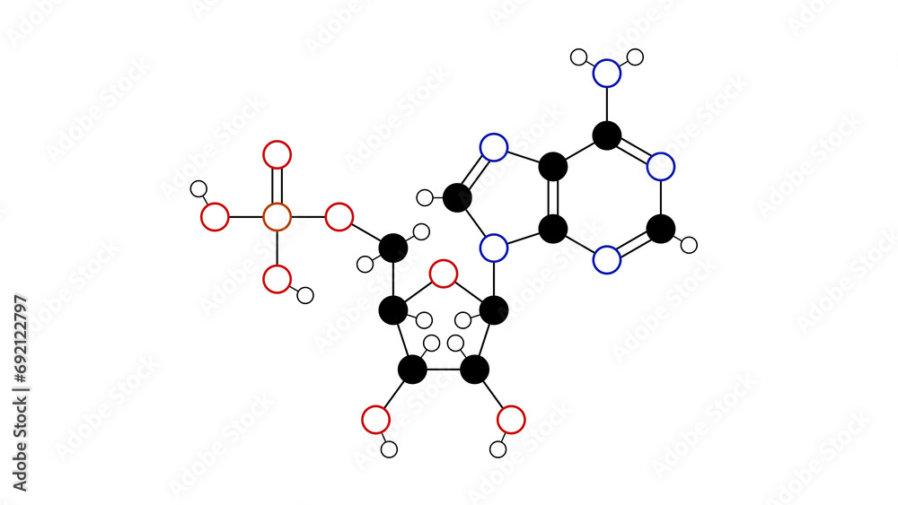 adenosine monophosphate molecule, structural chemical formula, ball-and-stick model, isolated image nucleotide