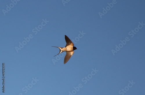 Swallow flying in the sky 