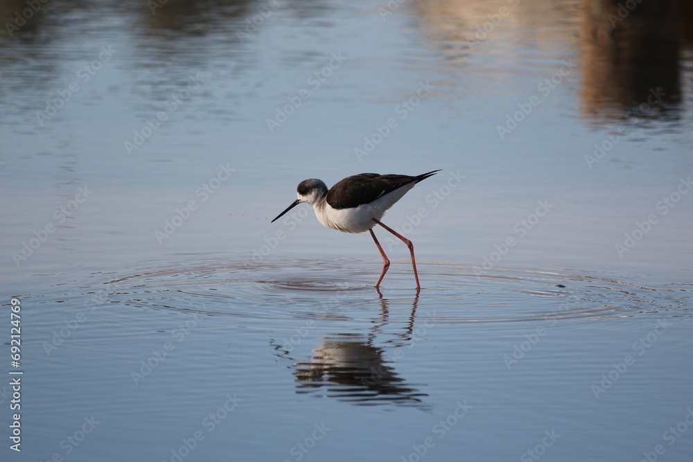 white headed stilt standing on the edge of river
white headed stilt standing on the edge of river