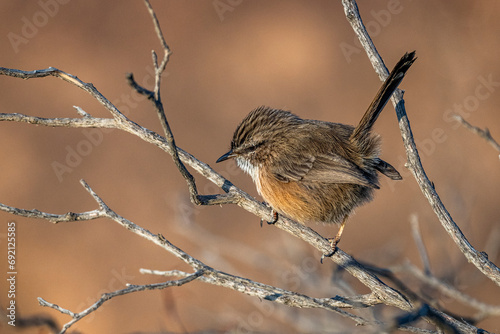 Streaked scrub warbler, Scotocerca inquieta,. The Asir Mountains, Saudi Arabia. photo