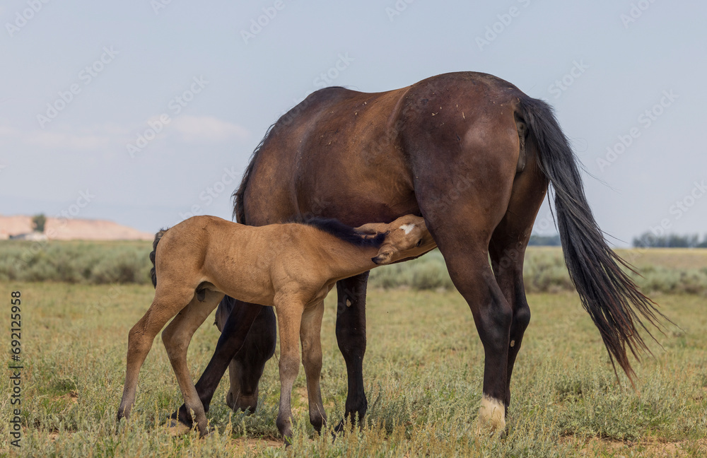 Wild Horse Mare and Foal in Summer in the Wyoming Desert Wild Horse Mare and Foal in Summer in the Wyoming Desert