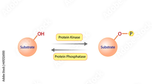 Phosphorylation and Dephosphorylation. Protein kinase, an enzyme that transfer phosphate from ATP to a protein. Phosphatase, an enzyme that removes a phosphate group from the phosphorylated protein.