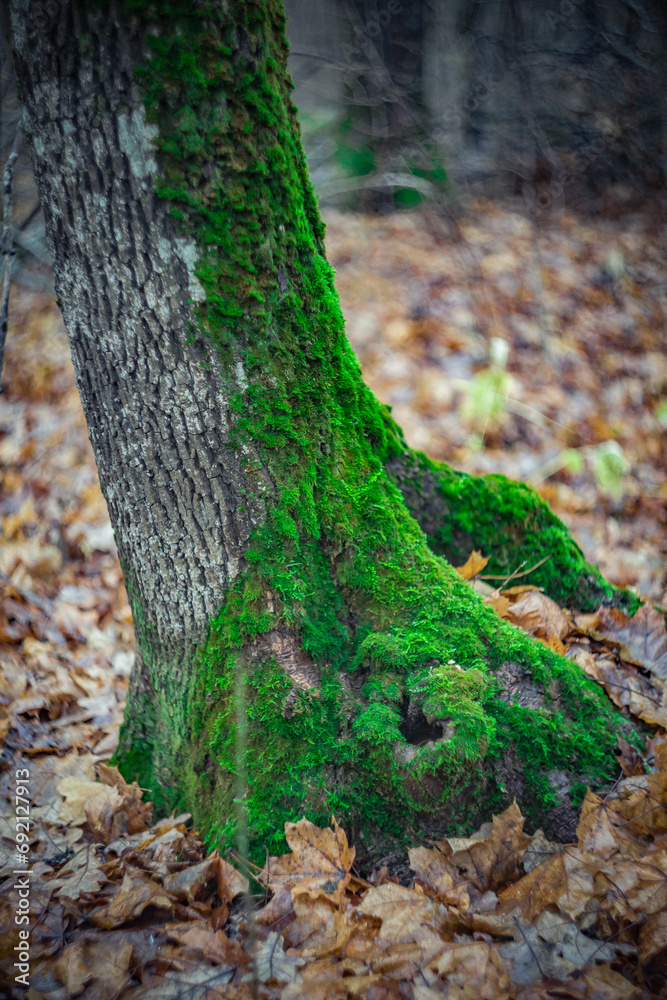 green moss on trees in the autumn forest green moss on trees in the autumn forest