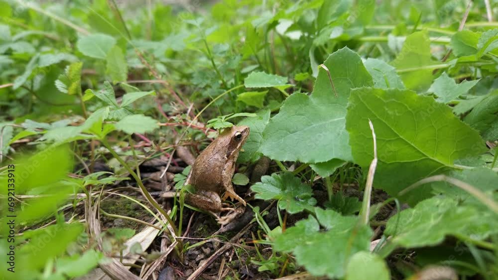Wild frog close up view while resting on rain forest ecosystem, amphibian animals 4k Wild frog close up view while resting on rain forest ecosystem, amphibian animals 4k