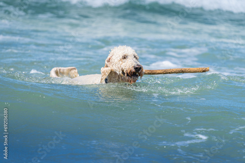 Dog retrieving stick in surf
