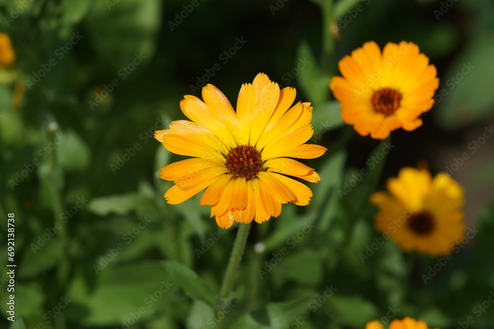 Rudbeckia Rudbeckia