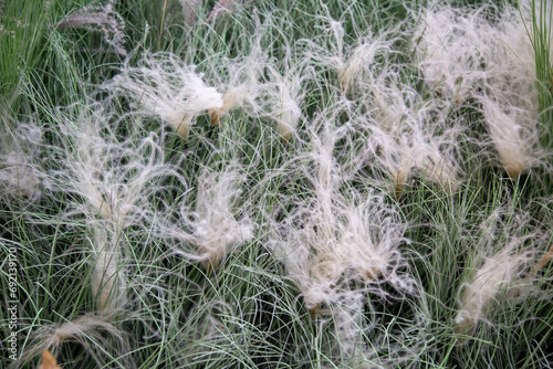 The plant is a hairy pinnate  Latin Pennisetum  with fluffy balls on a background of green grass. Flora home indoor plants flowers.