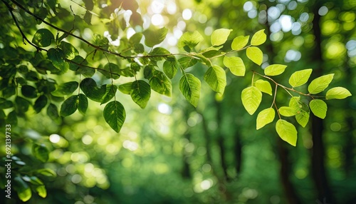 beautiful branch with vivid green leaves on sunny bokeh background of greenery scenic forest view with lush vegetation in sunlight rich flora of dense forest in sunshine picturesque summer scenery