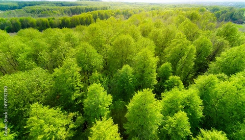 top view of a young green forest in spring or summer