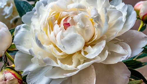 white flower background a bud of delicate peony cream colored close up