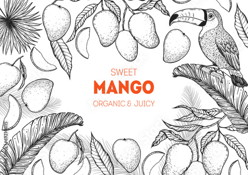 Ripe mango and toucan bird sketch. Hand drawn vector illustration. Tropical fruit. Packaging design, menu design, juice packaging. Mango frame.