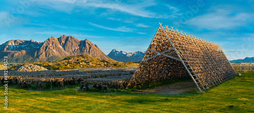 Henningsvaer village, Lofoten Islands, Norway, Traditional Drying cod, drying on wooden racks in Lofoten Islands