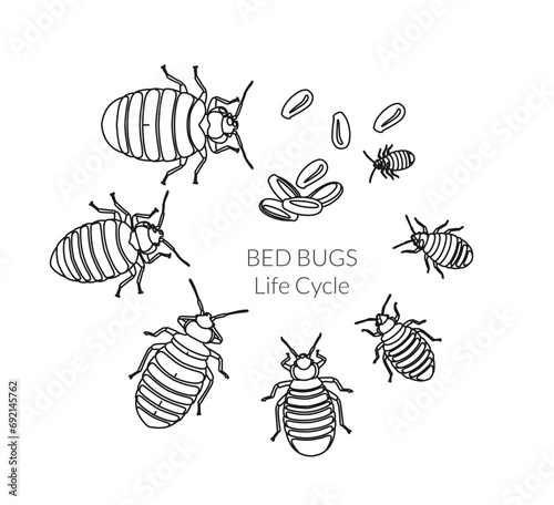 Bed Bugs - Genus Cimex - Lifecycle  - Stock Illustration
