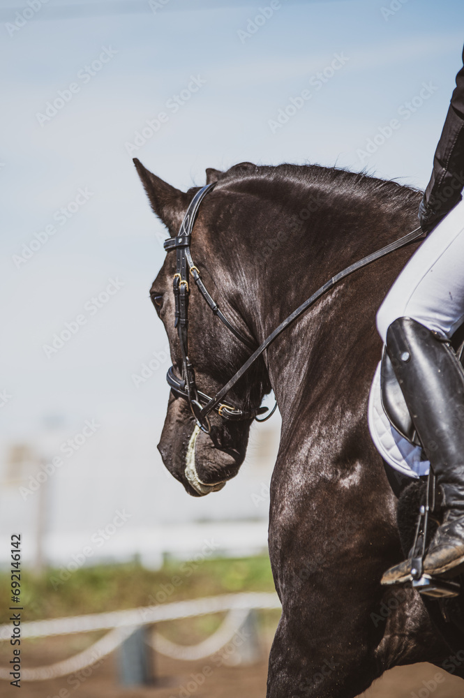Fototapeta premium Black horse under saddle with human in saddle. Horse in competition outside in summer paddock