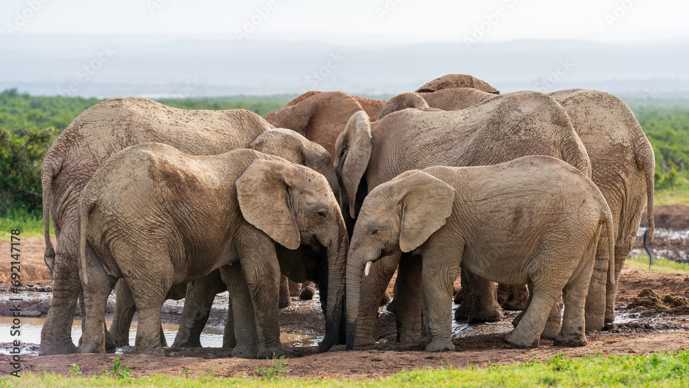 Fototapeta premium Family of elephants gathering to drink water, Addo Elephant National Park, South Africa