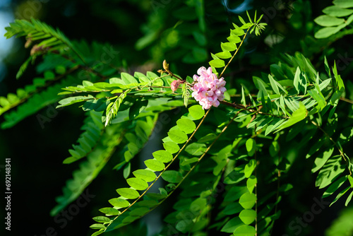 Pink flowers of Robinia pseudoacacia commonly known as black locust, and green leaves in a summer garden, beautiful outdoor floral background photographed with soft focus.