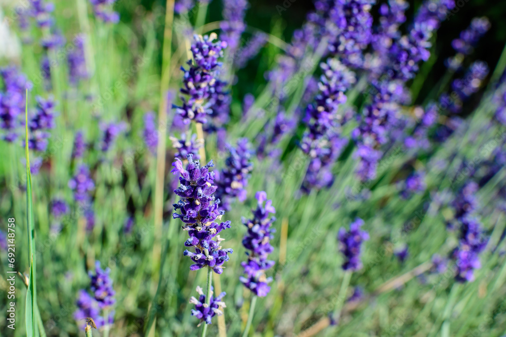 Many small blue lavender flowers in a garden in a sunny summer day photographed with selective focus, beautiful outdoor floral background. Many small blue lavender flowers in a garden in a sunny summer day photographed with selective focus, beautiful outdoor floral background.