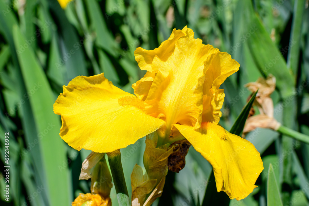 Close up of one large delicate yellow iris flower in a sunny spring garden, beautiful outdoor floral background photographed with soft focus Close up of one large delicate yellow iris flower in a sunny spring garden, beautiful outdoor floral background photographed with soft focus