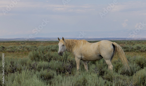 Wild Horse in Summer in the Wyoming Dessert
