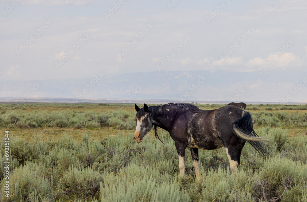 Wild Horse in Summer in the Wyoming Dessert Wild Horse in Summer in the Wyoming Dessert