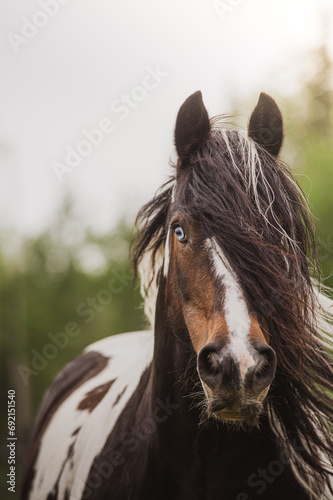 Close up on a beautiful gypsy vanner horse with a bleu eye walking towards camera with nice bokeh summer background photo
