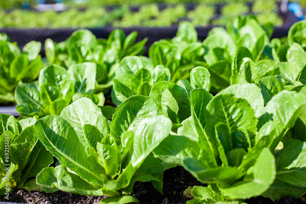 Vegetables in the plot. Green mustard growing in the garden. Fresh salad vegetables grown on an organic farm. Hydroponic vegetable farm. Vegetables in the plot. Green mustard growing in the garden. Fresh salad vegetables grown on an organic farm. Hydroponic vegetable farm.