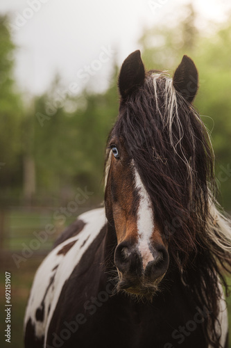 Canvas Print Close up on a beautiful gypsy vanner horse with a bleu eye walking towards camer