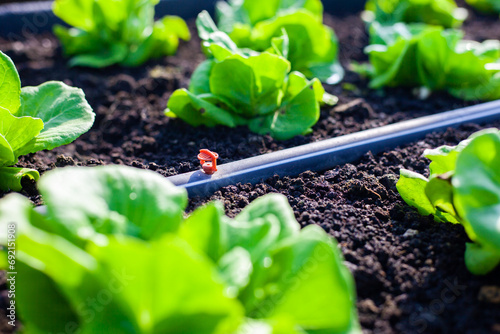 Vegetables in the plot. Mustard greens growing in the garden on an organic farm. Hydroponic vegetable farm grown in soil plots. Drip irrigation system.
