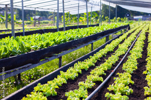Vegetables in the plot. Mustard greens growing in the garden on an organic farm. Hydroponic vegetable farm grown in soil plots. Drip irrigation system.