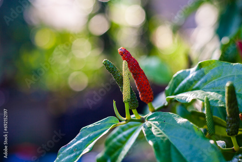 Thai spice long pepper. Indonesian Deepli chilli is an herbal spice substitute for chilli. Ingredients for cooking. spices.