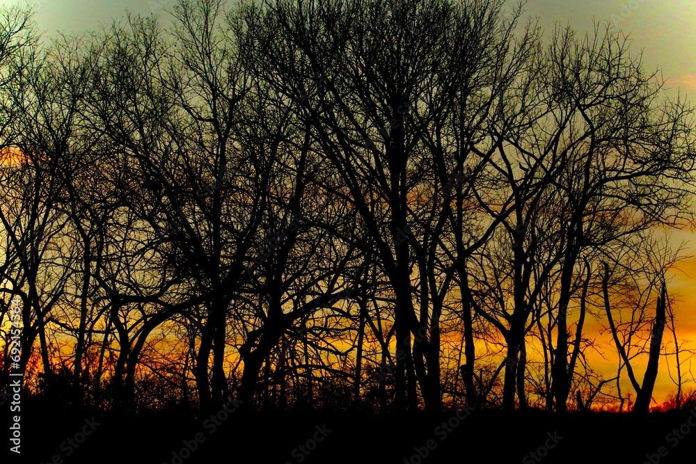 sunset through trees