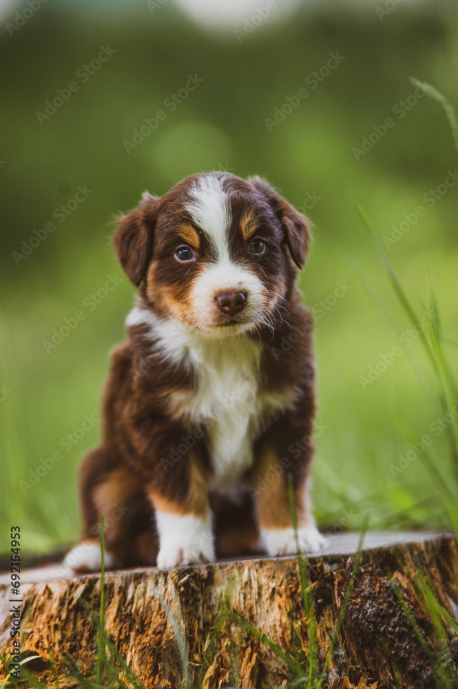 Cute young australian shepherd dog puppies outside in summer Cute young australian shepherd dog puppies outside in summer