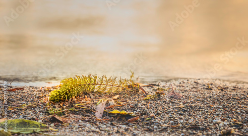 waterplant lay at shoreline in golden evening sunlight photo