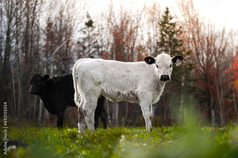 British White Cow in Autumn Pasture, Quebec, Canada British White Cow in Autumn Pasture, Quebec, Canada